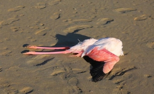 Larnaka’daki Tuz Gölü’nde flamingolar ölü bulundu