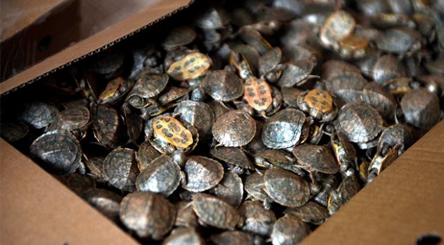 4 bin 560 su kaplumbağası ele geçirildi