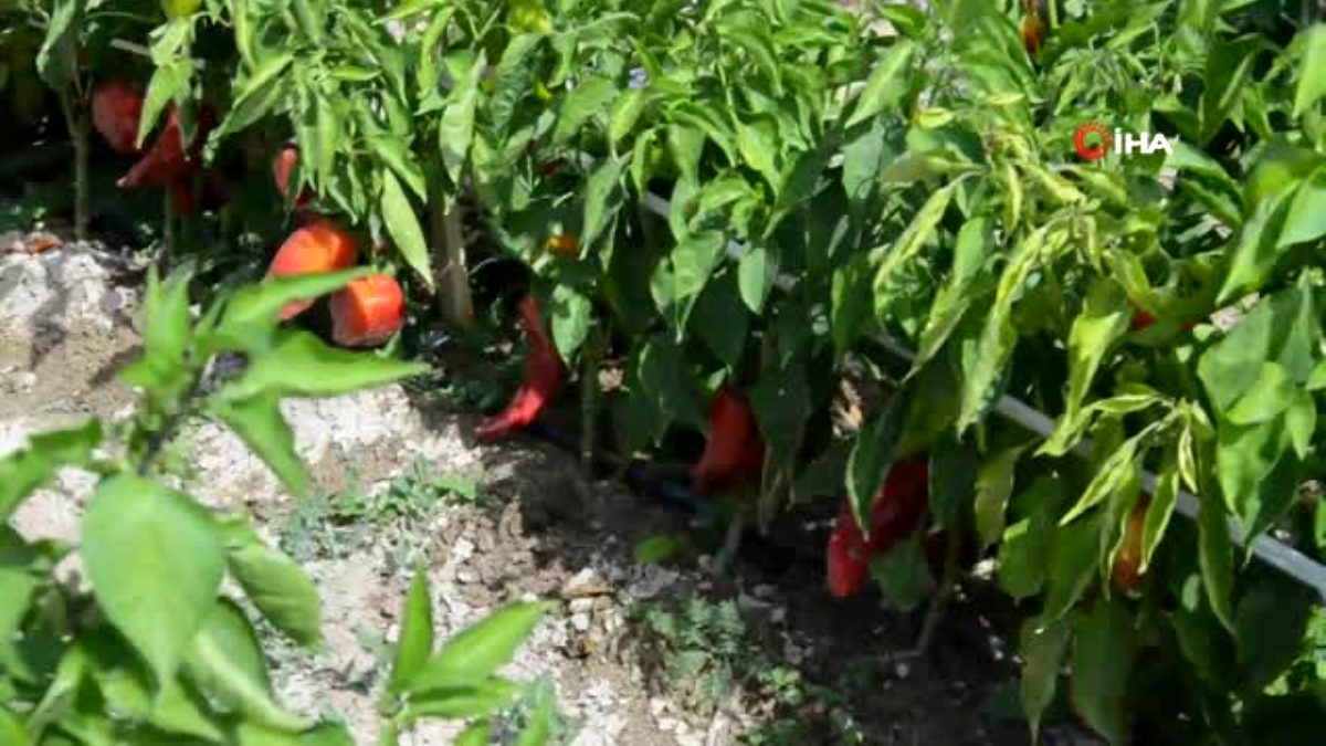 Doğancı sakinlerinden Osman Çınar’a ait kapya biberde limit üstü bitki koruma ürünü tespit edildi
