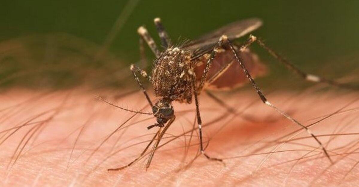 DSÖ açıkladı: Sivrisineklerden corona virüs bulaşır mı?