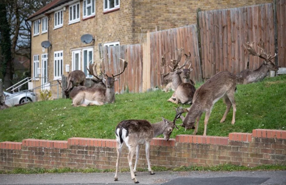 Boş kalan Londra sokaklarını bu kez geyikler bastı
