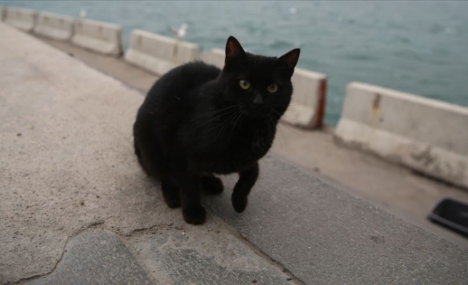 Vietnam’da siyah kedileri öldürüp ‘Kovid-19’a çare diye yiyorlar’ iddiası