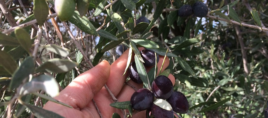 Zeytin Üreticileri siyah zeytin ithalatının durdurulmasını talep etti