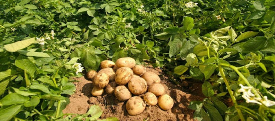 Yunan patateslerini “Kıbrıs Patatesi” gibi göstermek için Güney Kıbrıs’tan toprak götürüyorlar