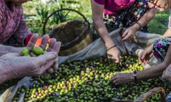 Gazimağusa ilçesinde 2020 yılı gemlik zeytini hasadına başlama tarihi 7 Eylül Pazartesi olarak belirlendi