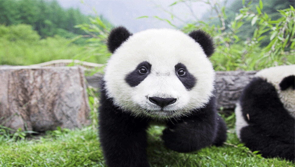 Bilim insanlarına göre pandaların korunması diğer türlere zarar veriyor