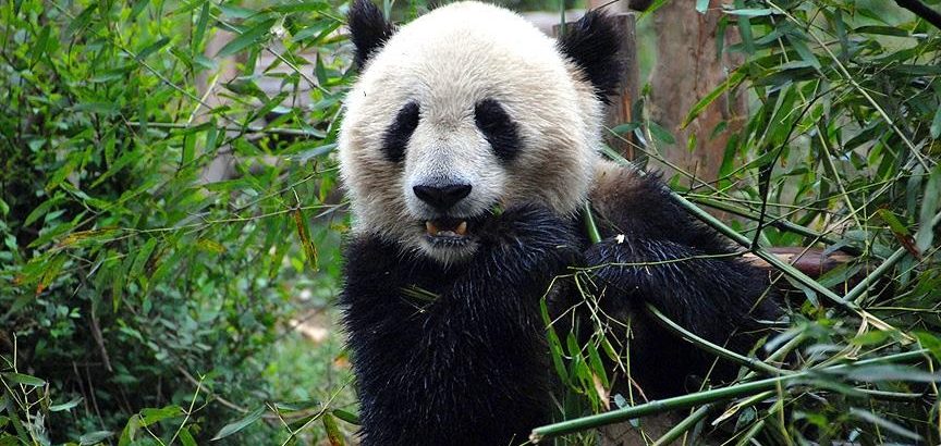 Panda koruma alanları nedeniyle bazı yırtıcıların soyu tehlikeye girdi