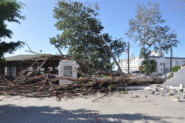 Tarihi kavak ağaçlarından biri aşırı rüzgarın etkisiyle devrildi