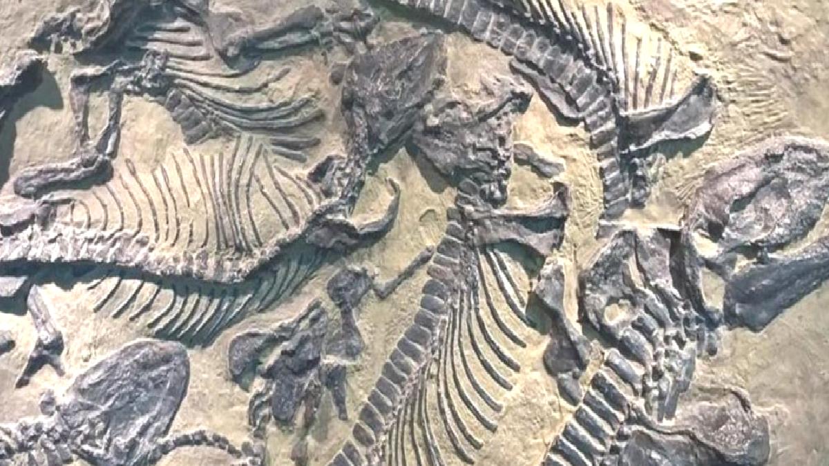 70 milyon yıllık dinozor kalıntıları bulundu