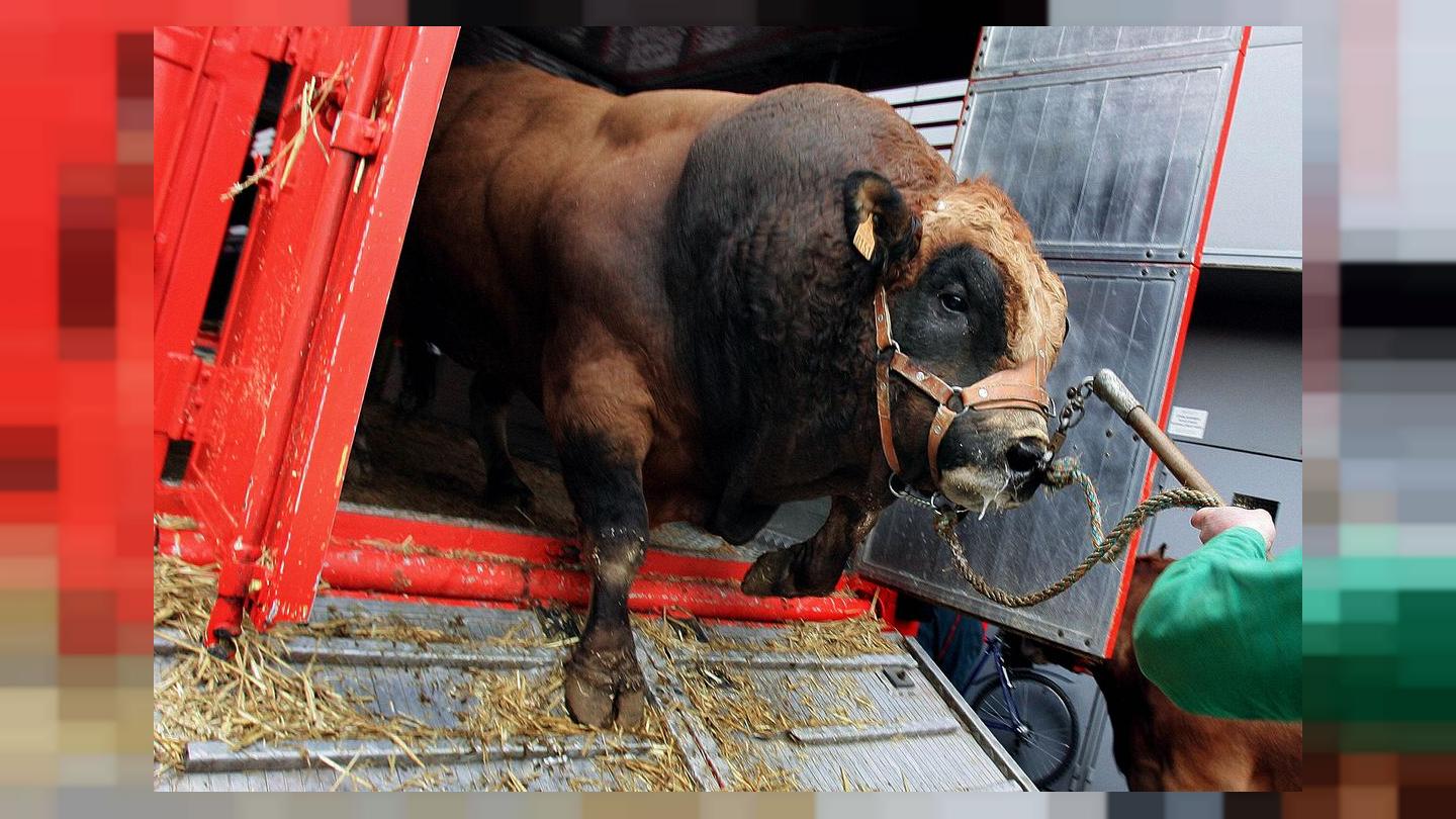 İngiltere, canlı hayvan ihracatını yasaklayacak