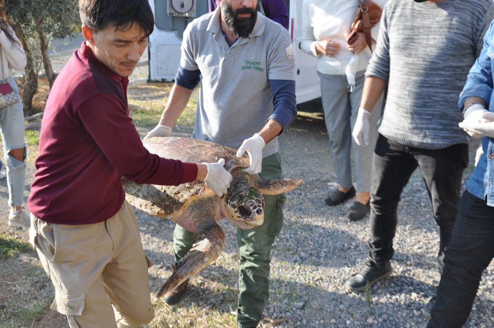 Deniz kaplumbağası ağır yaralı halde sahile vurmak üzereyken fark edildi