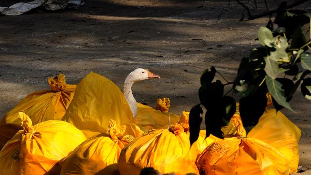 Fransa’da ‘kuş gribi’ alarmı: 2 milyon ördek itlaf edildi
