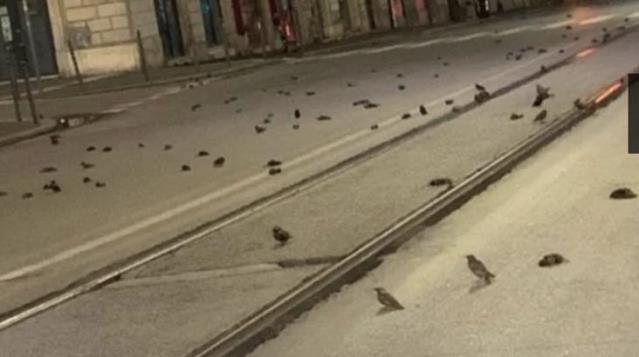 Roma'da havai fişekler yüzünden yüzlerce kuş öldü