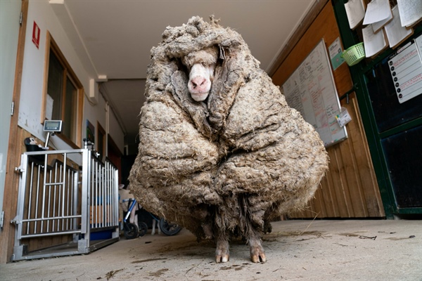 Avustralya’da 5 yıldır doğada yaşayan koyundan 35 kilo yün kırkıldı