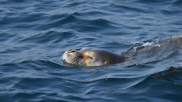 KKTC kıyılarında Akdeniz fokları’nın yaşam alanlarının araştırılması projesine aksa enerji destek verecek