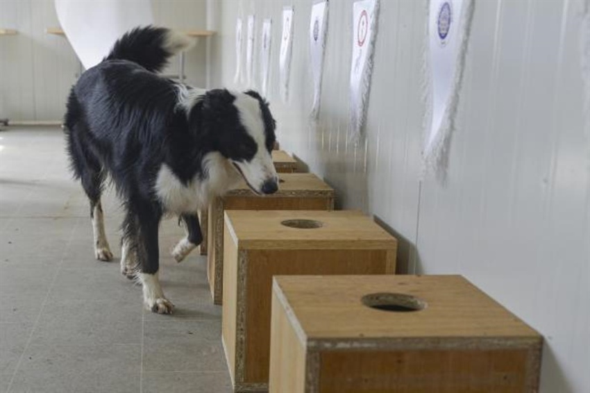 Özel eğitimli köpek 'Zippo' Kovid-19 virüsünü kokudan tespit ediyor
