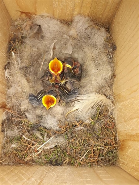 Telsim Ekoloji Ormanı’ndaki kuş yuvalarında ilk yavrular çıktı