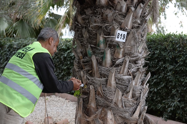 Gönyeli Belediyesi, hurma ağaçlarını kırmızı palmiye böceği başta olmak üzere zararlılara karşı ilaçlatıyor