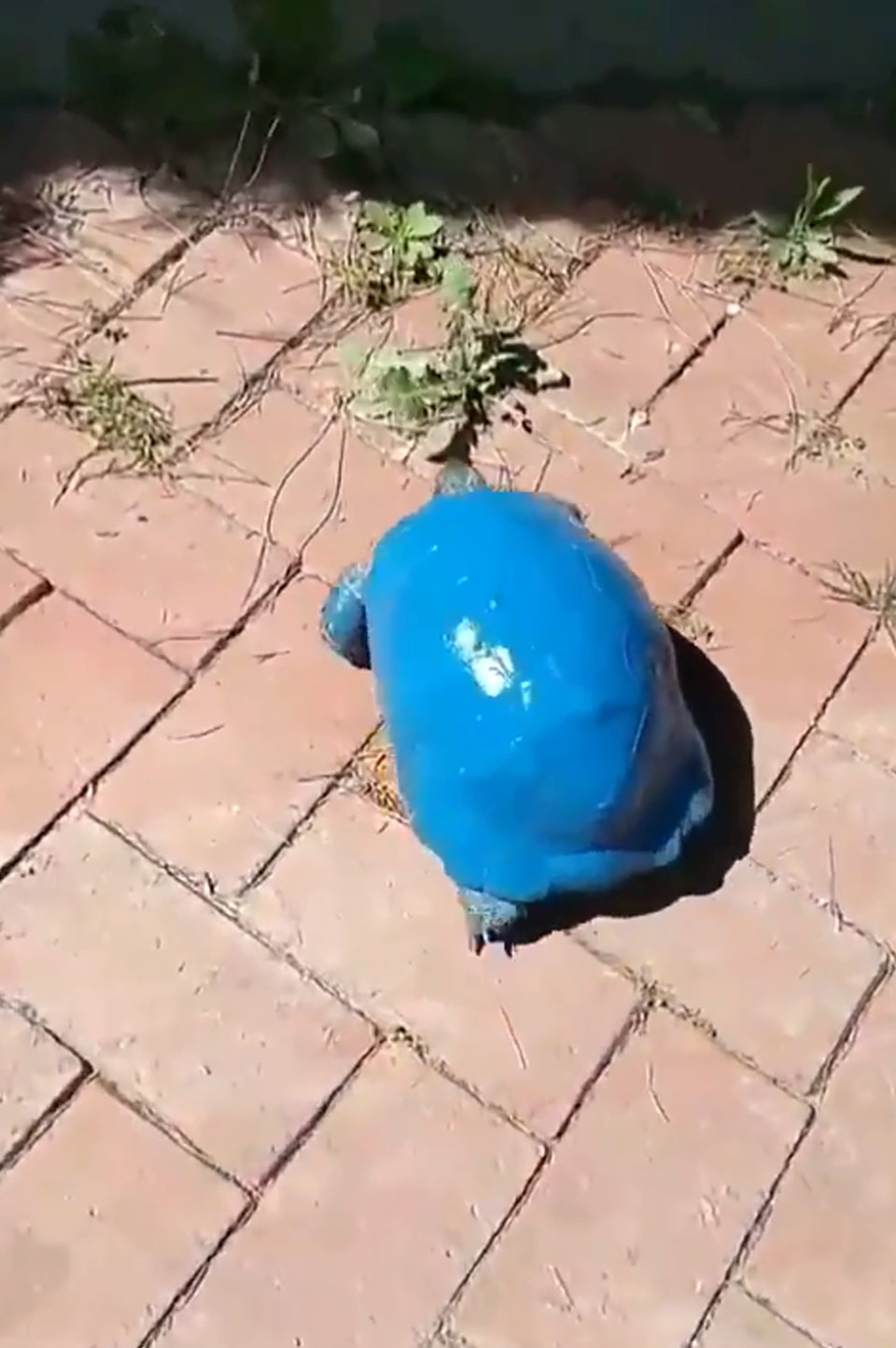 Vicdansızlık! Kaplumbağayı maviye boyadılar