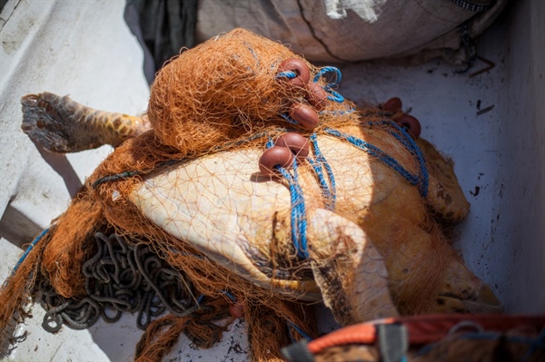 Caretta Carettaların yuva sayısında artış ancak denizdeki nüfusu sabit