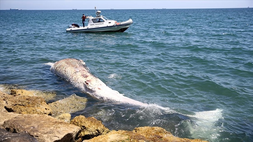 Türkiye’nin Mersin sahiline, telef olmuş yaklaşık 8 metrelik oluklu balina vurdu