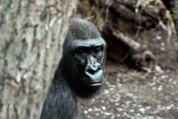 ABD'deki bir hayvanat bahçesindeki goriller Kovid-19'a yakalandı