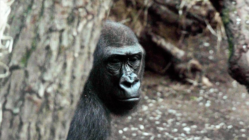 ABD’deki bir hayvanat bahçesindeki goriller Kovid-19’a yakalandı