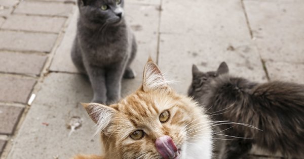 Güneyde bir milyondan fazla sokak kedisi olduğu tahmin ediliyor