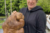 Adını 'Doug' koydular: Dünyanın en büyük patatesi
