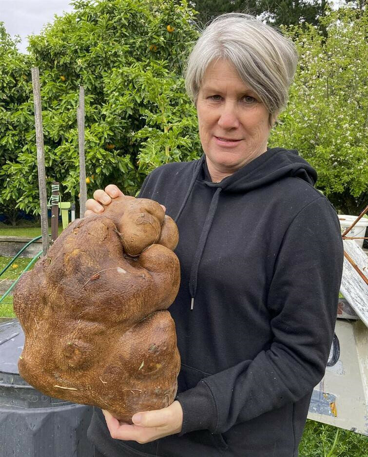 Adını ‘Doug’ koydular: Dünyanın en büyük patatesi