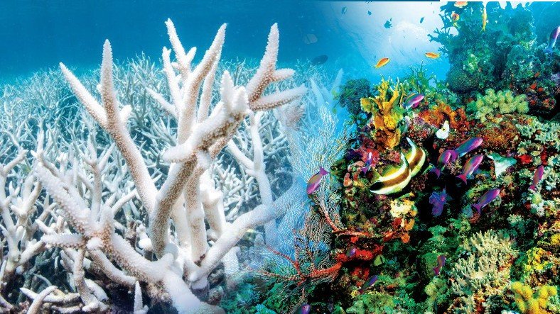 İklim krizi: Dünyanın en büyük mercan kayalığı sisteminde yeni bir beyazlaşma felaket