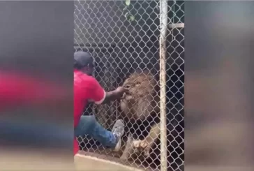Hayvanat bahçesinde dehşet... Aslan, bakıcısının parmağını kopardı