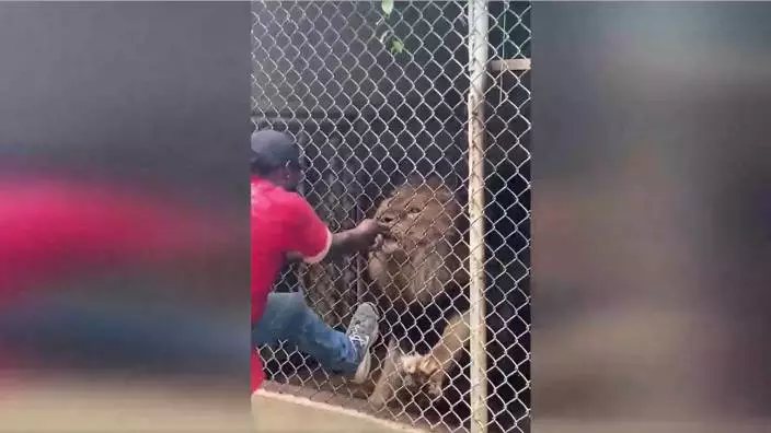 Hayvanat bahçesinde dehşet… Aslan, bakıcısının parmağını kopardı