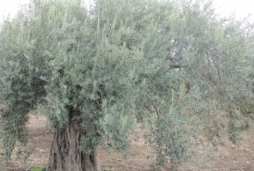 Tarım Dairesi zeytin ağaçlarının ilaçlanması konusunda uyarıda bulundu