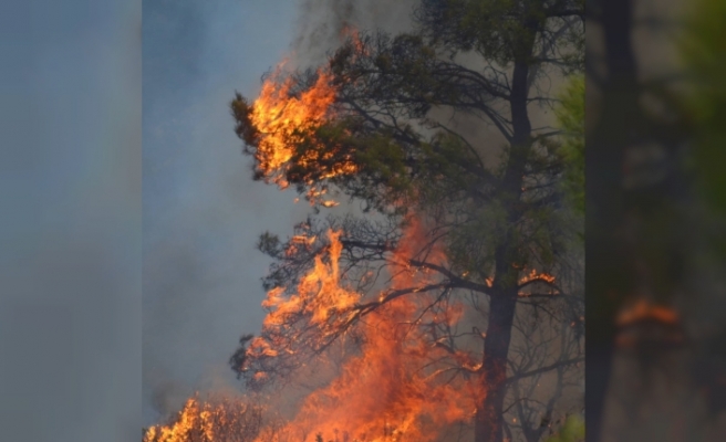 Orman Dairesi yangın riskine karşı uyardı