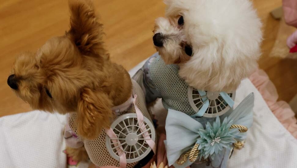 Japonya’da sıcaktan bunalan köpeklere fanlı çözüm
