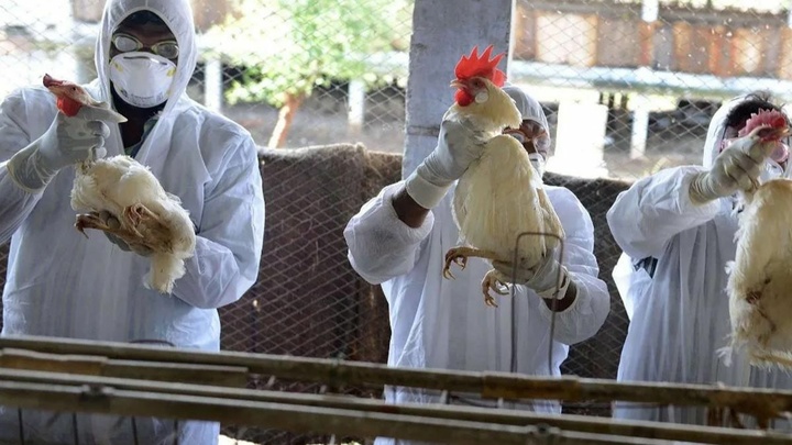 Güneyde ‘kuş gribi’ saptanan kanatlılar imha ediliyor