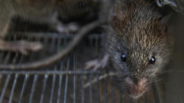 New York’ta fare istilası: Belediye iş ilanı verdi