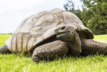 Dünyanın en yaşlı kaplumbağasına 3 gün 3 gece doğum günü partisi
