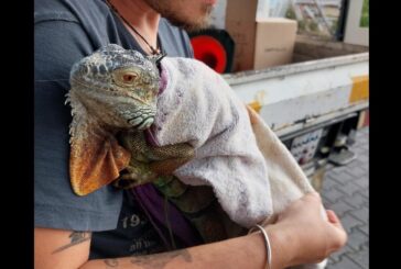 Alsancak'ta bir ağacın tepesinde ülkeye kaçak olarak sokulmuş bir iguana tespit edildi