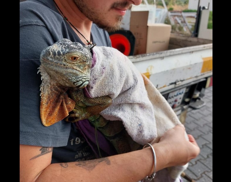 Alsancak’ta bir ağacın tepesinde ülkeye kaçak olarak sokulmuş bir iguana tespit edildi