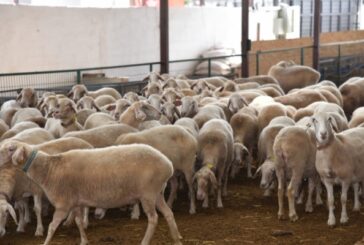 Güney Kıbrıs Veteriner Dairesi KKTC’de “koyun-keçi çiçek hastalığı” görülmesi nedeniyle alarma geçti