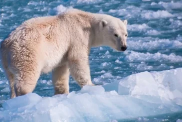 Kutup ayılarının nesli tehlike altında