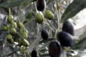 Zeytinyağı tağşiş analiz sonuçları açıklandı.. 19 zeytinyağı tağşişli