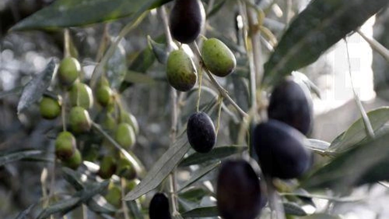 Zeytinyağı tağşiş analiz sonuçları açıklandı.. 19 zeytinyağı tağşişli