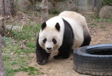 Japonya'nın en yaşlı pandası 