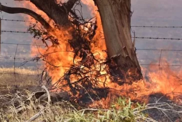 Vadili’de arazi yangını: Biçilmemiş arpalar, anızlar ve bir adet ağaç yandı!