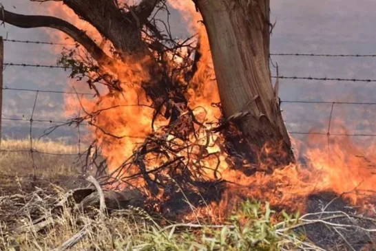 Vadili’de arazi yangını: Biçilmemiş arpalar, anızlar ve bir adet ağaç yandı!
